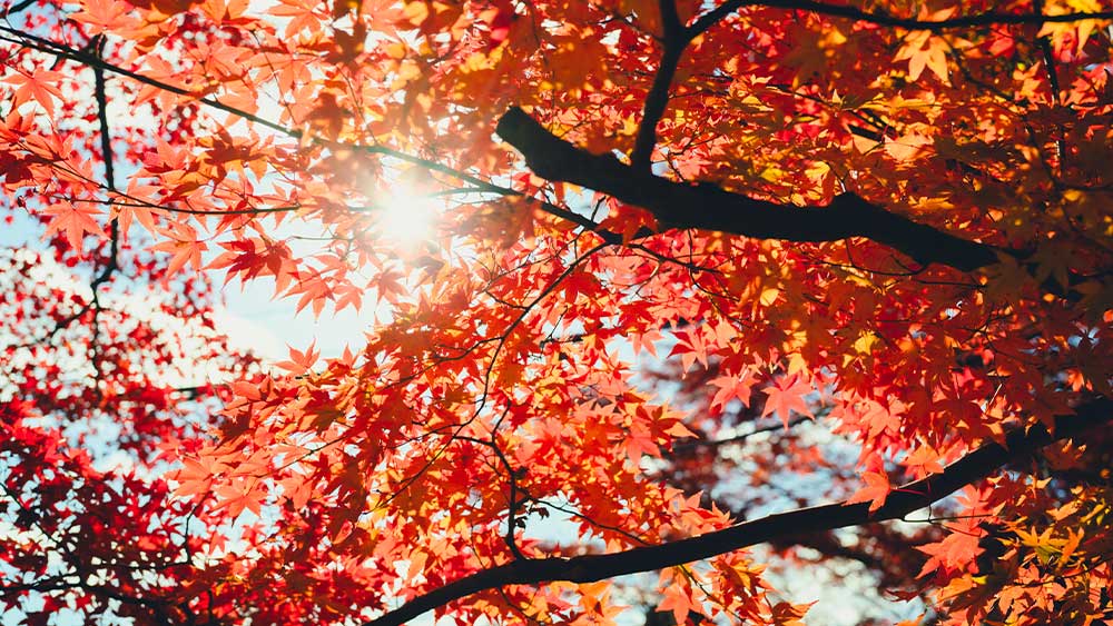 VACANCES D’AUTOMNE